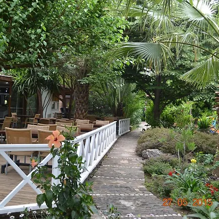 Oleander Side