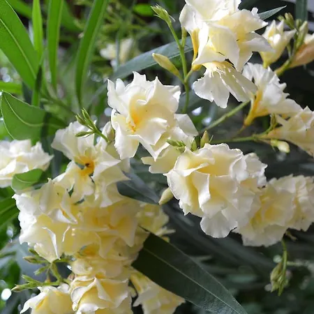 Oleander Ξενοδοχείο Σιντέ